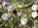 Krokus - Crocus albiflorus * ASCII * 1157 x 857 * (331KB)